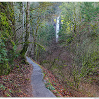 C5D2_LatourellTrail011810.jpg