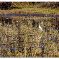 CD60_RWR_Wetlands1112902.jpg