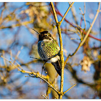 C5D4_MapleHummer011523.jpg