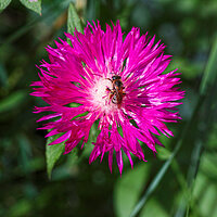 _SDI5265-TPhoto kopie.jpg