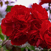 _SDI5260-TPhoto kopie.jpg