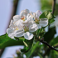 _SDI4233-TS kopie.jpg