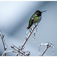 C5D4_IcyAnna021521.jpg