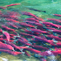 Adams Sockeye-161.jpg