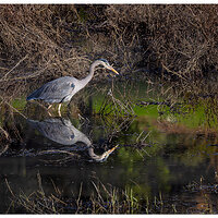 CR5m2_SalmonCreekGBH1010825.jpg