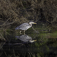 CR5m2_SalmonCreekGBH2010825.jpg
