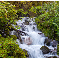 C5D_WahkeenaSpringsTrail082409.jpg