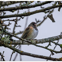 CR5m2_Junco020225.jpg