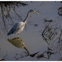 CR5m2_GBHSalmonCreek010825.jpg