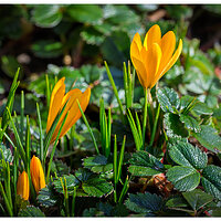 CR5m2_SnowCrocus021225.jpg