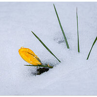 CR5m2_SnowCrocus021525.jpg