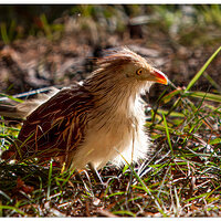 C20D_GuiraCuckoo100207.jpg