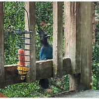 i11Pro_StellarsJay100121.jpg