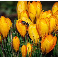 CR5m2_SnowCrocusBee022425.jpg