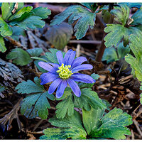 CR5m2_Anenome022725.jpg