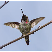 CR5m2_Hummer1020325.jpg
