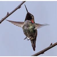 CR5m2_Hummer2020325.jpg