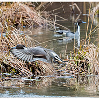 CR5m2_NPintail1022025.jpg