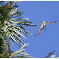 CR5m2_Bushtit030525-2.jpg
