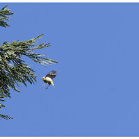 CR5m2_Bushtit030525-4.jpg