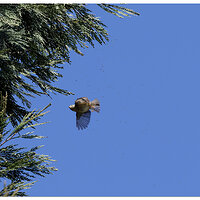 CR5m2_Bushtit030525-6.jpg