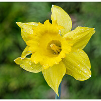 CR5m2_Daffodil031525.jpg
