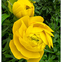 i15P_YellowRanunculus031925.jpg