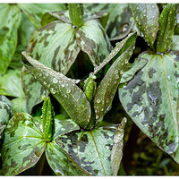 CR5m2_TrilliumCuneatum1032225.jpg