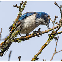 CR5m2_ScrubJay032225.jpg