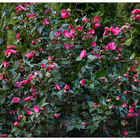CR5m2_CamelliaRiot032725.jpg