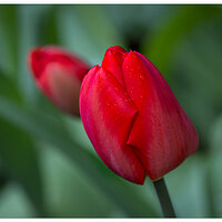 CR5m2_RTulip032925.jpg