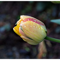 CR5m2_YTulip032925.jpg