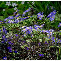 CR5m2_FlowerWars033025.jpg