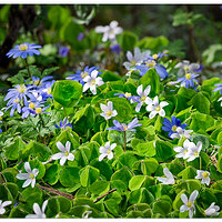 CR5m2_FlowerWars2033025.jpg