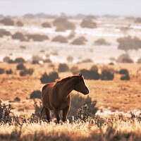 Wild Horse