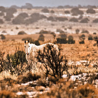 blanco_caballo