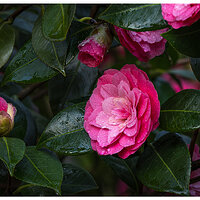 CR5m2_LastCamelia032925.jpg