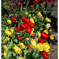 CR5m2_Tulips040425.jpg