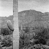 Camino De Oeste 1996