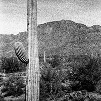 Camino De Oeste 1996