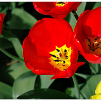 CR5m2_RedTulips040525.jpg