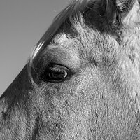 arrow_head_palomino