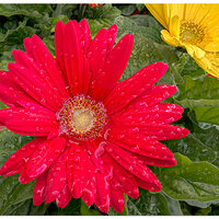 i15P_FMDaisy041224.jpg