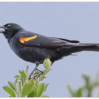 CR5m2_RedWingBBird041025.jpg