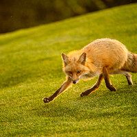 _CAP2237FoxFB.jpg