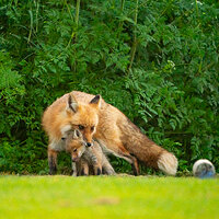 _CAP3424.FoxPlayFB.jpg
