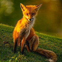 _CAP2133SittingFoxFB.jpg