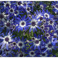 i15P_FFCineraria041825.jpg