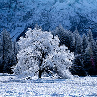 _CAP5268MeadowTreeInSunCropFB.jpg