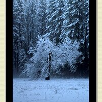 PICT3517Frame.jpg
